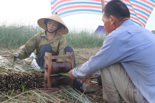 2. Toàn huyện có 550 ha diện tích đất trồng cói, Sản lượng cói toàn huyện đạt gần 7.000 tấn năm.JPG